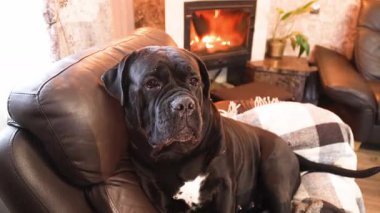 Güzel bir bayan Cane Corso şöminenin arkasında yatıyor.