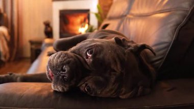 Güzel, tatlı bir kadın Cane Corso şöminenin arka planında yatıyor, zevkle sırtüstü yuvarlanıyor.