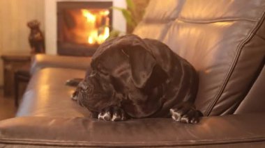 Güzel bir bayan Cane Corso şöminenin arkasında yatıyor.