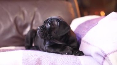 Yanan bir şöminenin arka planında damalı yün bir battaniyeye sarılı şirin siyah bir Cane Corso köpeği.