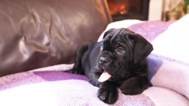 Yanan bir şöminenin arka planında damalı yün bir battaniyeye sarılı şirin siyah bir Cane Corso köpeği.