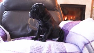 Yanan bir şöminenin arka planında damalı yün bir battaniyeye sarılı şirin siyah bir Cane Corso köpeği.