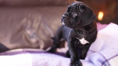 Yanan bir şöminenin arka planında damalı yün bir battaniyeye sarılı şirin siyah bir Cane Corso köpeği.