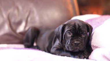 Şirin siyah bir Cane Corso yavrusu yanan bir şöminenin arka planında kareli yün bir battaniyenin üzerinde tatlı tatlı esniyor.