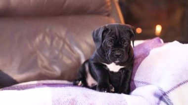 Yanan bir şöminenin arka planında damalı yün bir battaniyeye sarılı şirin siyah bir Cane Corso köpeği.