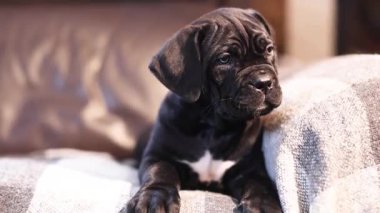 Kareli yün bir battaniyeye sarılı şirin siyah Cane Corso.