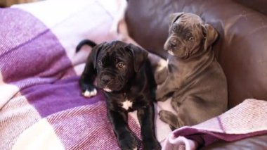 İki küçük şirin gri ve siyah Çubuk Corso damalı yün bir battaniye üzerinde