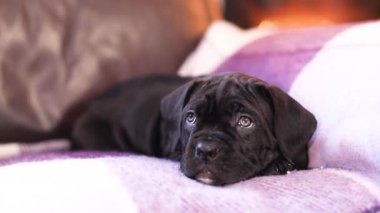 Yanan bir şöminenin arka planında damalı yün bir battaniyeye sarılı şirin siyah bir Cane Corso köpeği.