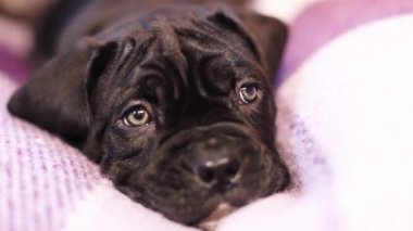 Kareli yün bir battaniyeye sarılı şirin siyah Cane Corso.