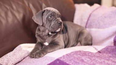 Kareli yün bir battaniyenin üzerinde şirin, gri bir Cane Corso köpeği.