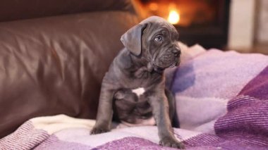 Yanan bir şöminenin arka planında, damalı yün bir battaniyeye sarılı şirin, gri bir Cane Corso köpeği.