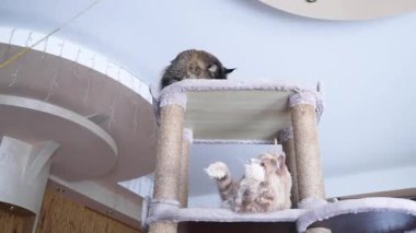 İki Maine Rakunu kedisiyle oynuyorum, biri kırmızı, diğeri dumanlı, bir kedi oyun standında.