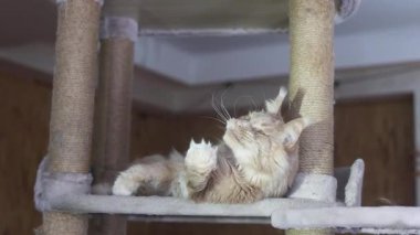 Kedi oyun standında kırmızı bir Maine Rakunu ile oynamak