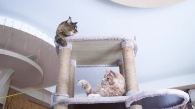 İki Maine Rakunu kedisiyle oynuyorum, biri kırmızı, diğeri dumanlı, bir kedi oyun standında.