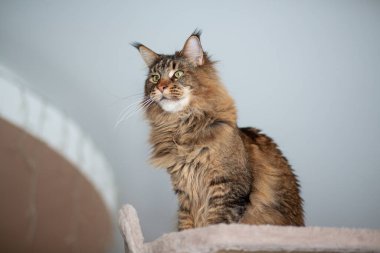 Oyuncak kedi tezgahındaki sevimli gri tekir kedi portresi.