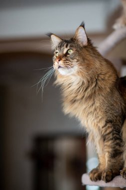 Oyuncak kedi tezgahındaki sevimli gri tekir kedi portresi.