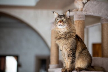 Oyuncak kedi tezgahındaki sevimli gri tekir kedi portresi.