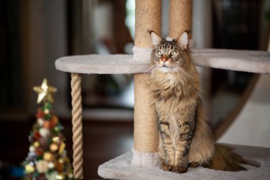 Şirin Maine Rakunu ve Noel ağacı kedi oyun standında