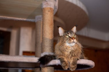 Oyuncak kedi tezgahındaki sevimli gri tekir kedi portresi.