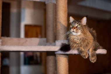 Oyuncak kedi tezgahındaki sevimli gri tekir kedi portresi.