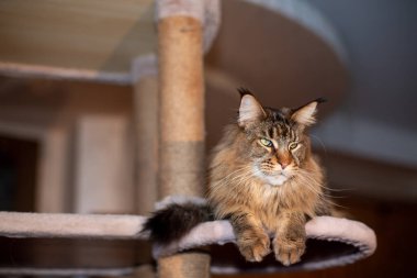 Oyuncak kedi tezgahındaki sevimli gri tekir kedi portresi.