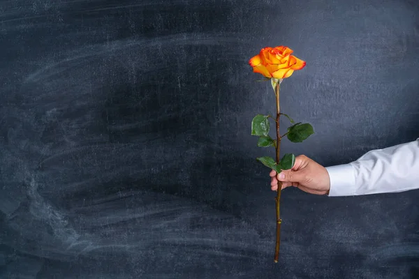 Yellow rose in a man\'s hand on the background of a chalk board. Copy-space