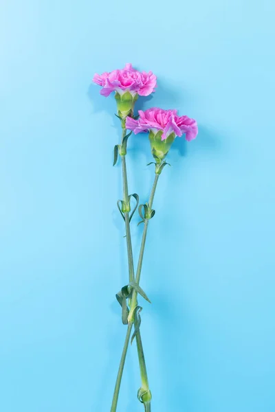 Two pink carnation flowers on a blue background. Top view