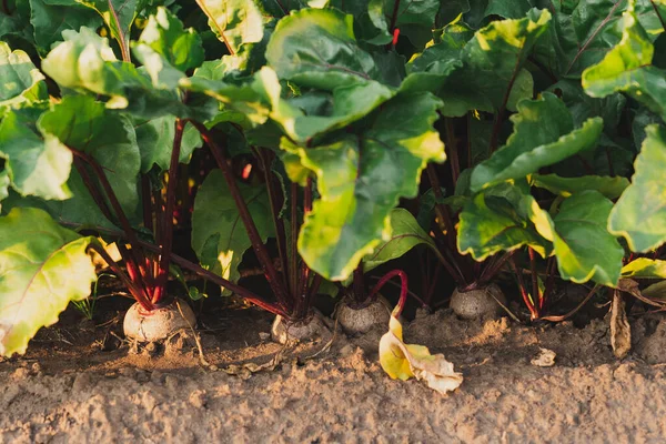 Young beets in a garden bed in a home garden.