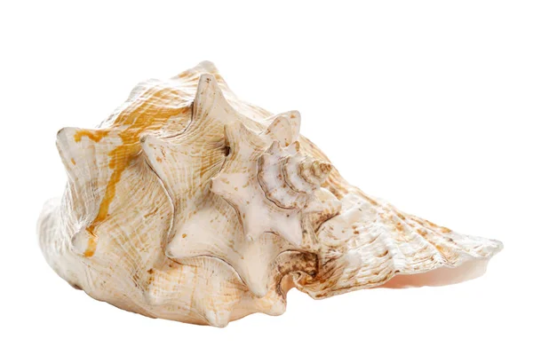 Seashell Nei Toni Del Beige Marrone Isolato Vicino — Foto Stock