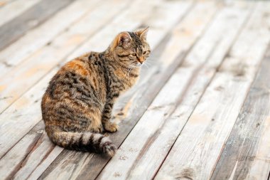 Kahverengi bir tekir kedi, beyaz ahşap bir verandada üzgün oturur. Beyaz arka plan. Uzayı kopyala Evsiz hayvan kavramı ve onlar için barınak.