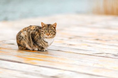Kahverengi bir tekir kedi beyaz bir ahşap verandada oturur. Uzayı kopyala Evsiz hayvan kavramı ve onlar için barınak.