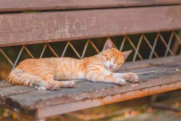 Red Haired Stray Cat Sleeps Bench Animal Protection Adoption Concept — Stock Photo, Image