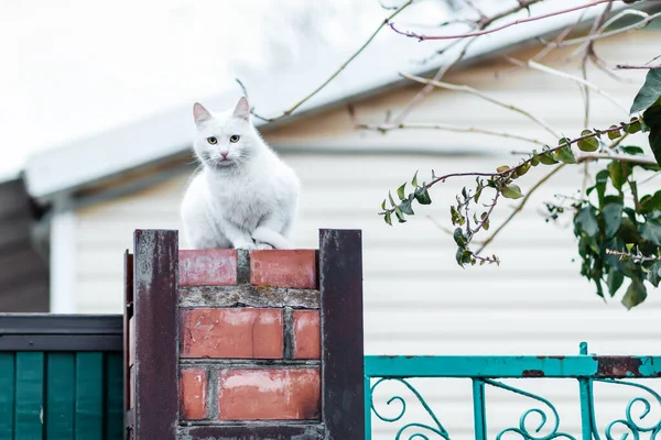 Eine Weiße Kurzhaarkatze Sitzt Auf Einem Ziegelzaun Das Dach Des — Stockfoto