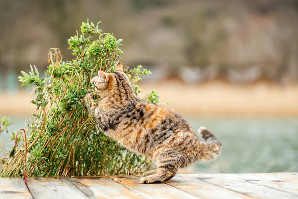 A cute brown tabby cat caught a twig with leaves in its paws. Rear view. Cat games. The background in the blur.
