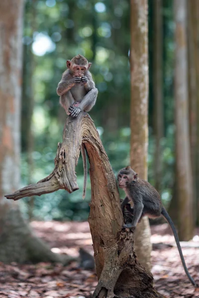 Portrait Two Small Macaque Monkeys Playing Tree Trunk Monkey Forest — Foto de Stock