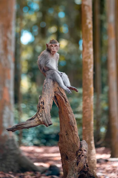Porträt Eines Erwachsenen Makakenaffen Sitzt Auf Einem Baumstamm Die Beine — Stockfoto