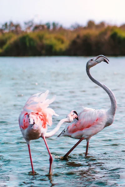 Dois Grandes Flamingos Cor Rosa Grande Outro Menor Ficam Água — Fotografia de Stock