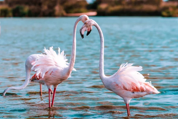 Dois Grandes Flamingos Estão Água Abraçam Suas Cabeças Arco Fundo — Fotografia de Stock