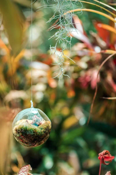 透明的植物馆 有肉质 悬挂在一根绳子上 被热带植物环绕 — 图库照片