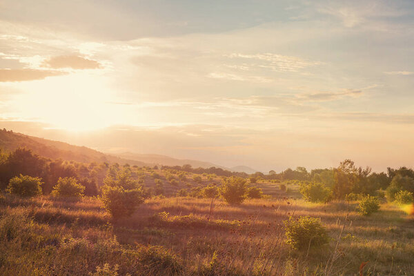 the scenery is beautiful olive groves at sunset.