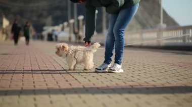 Bir kadın Maltalı bir fino köpeğini okşar, o da sahibinin peşinden kaçar. Alt manzara. Açık havada. Evcil hayvan konsepti.