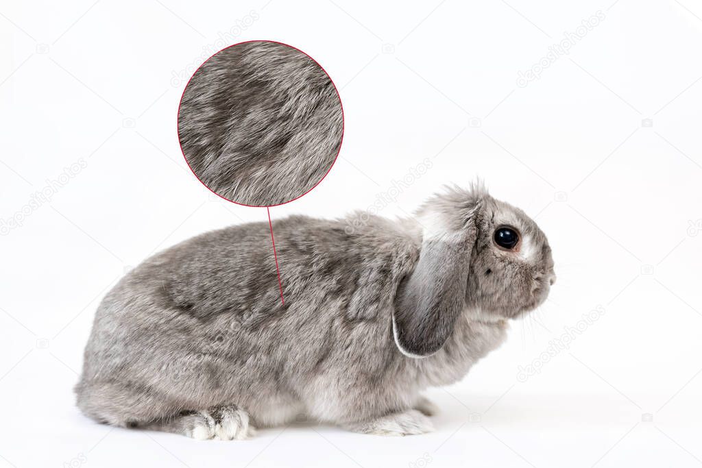 Molting in animals. Gray decorative lop-eared rabbit on a white background. A circle with a zoomed image of the fur. White background. The concept of home pet care.