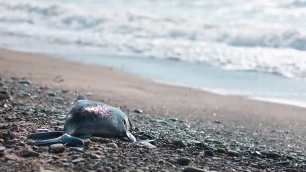 Cadavre Bébé Dauphin Mort Gît Échoué Par Les Vagues Sur — Video