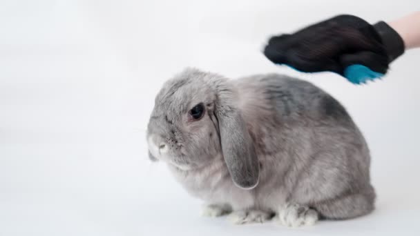 Pretty Grey Lop Ear Decorative Rabbit Sits White Background While — стоковое видео