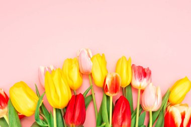 Bahar. Pembe arka planda renkli Hollanda laleleri. Düz yatıyordu. Uzayı kopyala Dünya Kadınlar Günü konsepti.