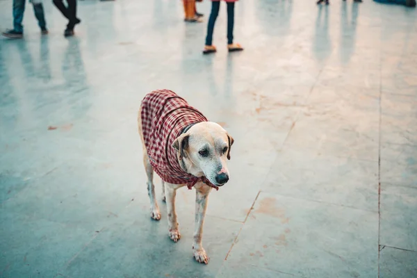 A lonely stray dog in clothes stands in the middle of the street. Copy space. Animal protection and adoption concept.
