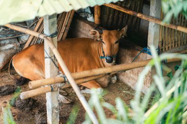 Asya çiftçiliği. Genç bir zebu ineği ahırda yatıyor. Yukarıdan bak, dallardan ve çatıdan.