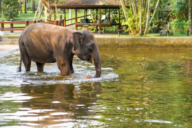 Fil, küçük bir köyün arka planındaki gölde serinliyor..