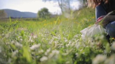 A woman collects wild strawberry flowers and puts them in a bag. In the background, a meadow and mountains. Camera movement to the right. Alternative herbal medicine