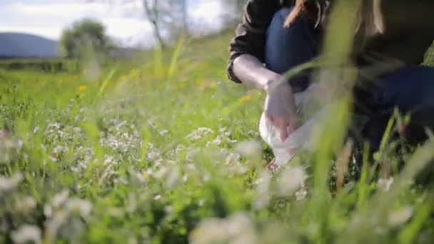 Woman Collects Wild Strawberry Flowers Meadow Various Plants Puts Them — Vídeo de Stock